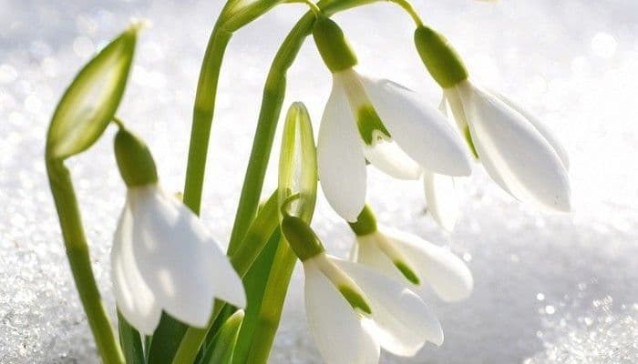 Широколиственные леса России &ndash; географическое положение, хозяйственная деятельность