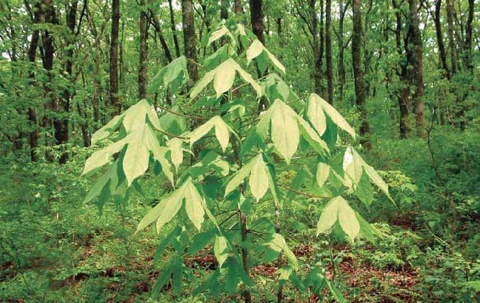 Широколиственные леса России на карте &ndash; деревья зоны