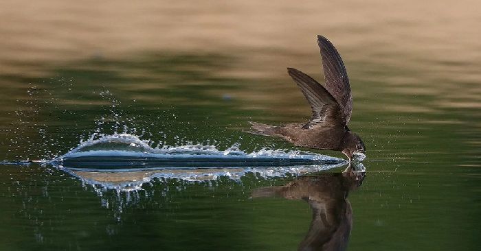 Сходство ласточек и стрижей &ndash; сравнение, в чем сходство и чем&nbsp;похожи (2 класс)