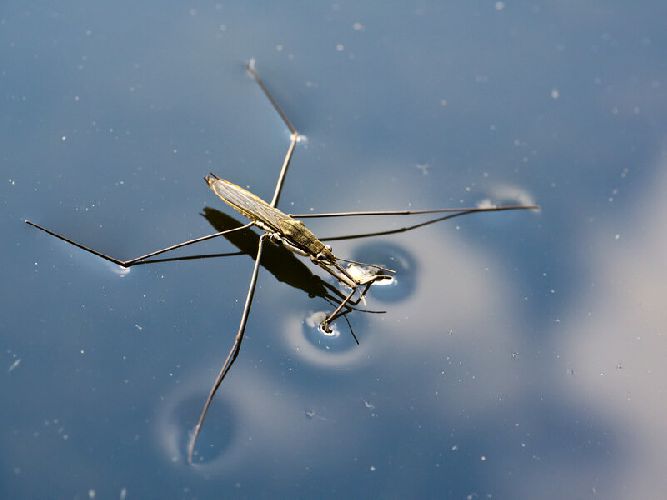 Сила поверхностного натяжения &ndash; формула, определение значения, на что направлена природа действие