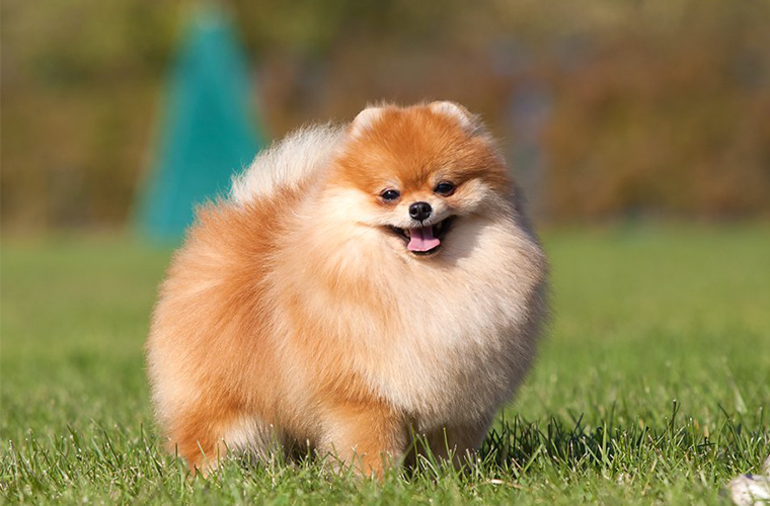 Сказочная история про кошку &mdash; короткие рассказы о приключениях питомца