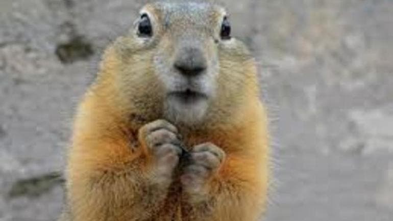 Сказочная история про кошку &mdash; короткие рассказы о приключениях питомца