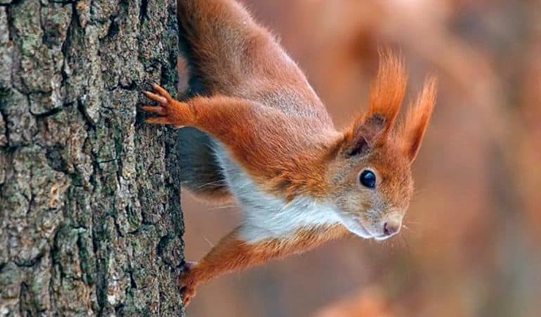 Сказочная история про кошку &mdash; короткие рассказы о приключениях питомца