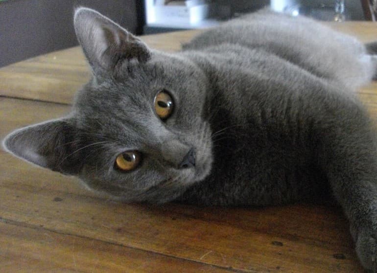 Сказочная история про кошку &mdash; короткие рассказы о приключениях питомца