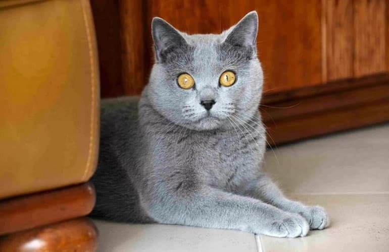 Сказочная история про кошку &mdash; короткие рассказы о приключениях питомца