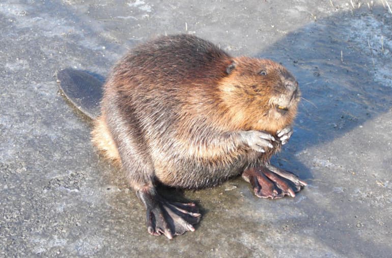 Сказочная история про кошку &mdash; короткие рассказы о приключениях питомца