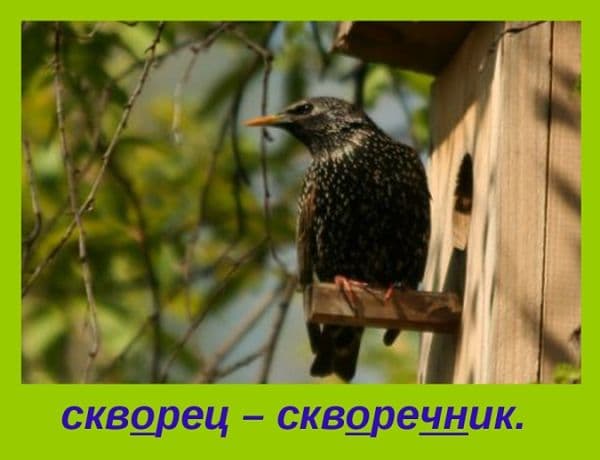 Скворечник проверочное слово