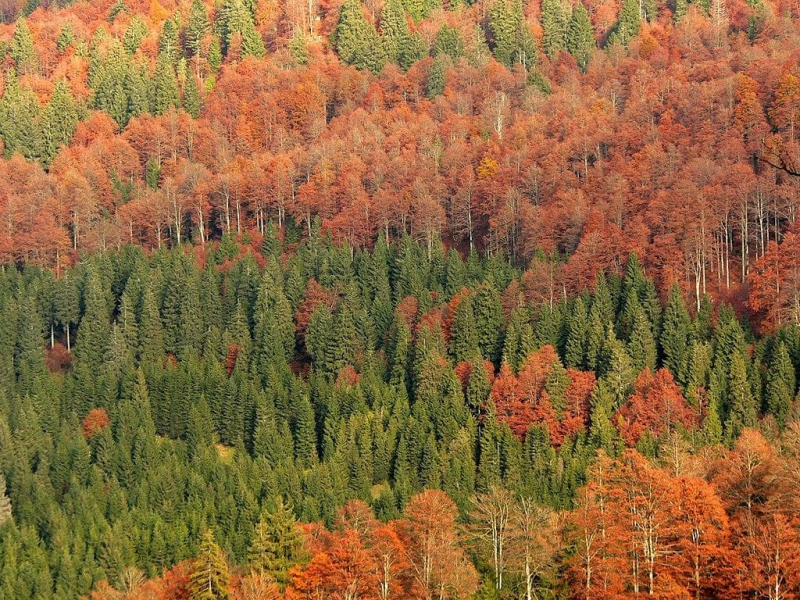 Смешанные и широколиственные леса &mdash; характеристика природной зоны