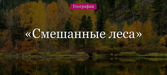 Смешанные леса – растительный и животный мир, особенности климата, зоны