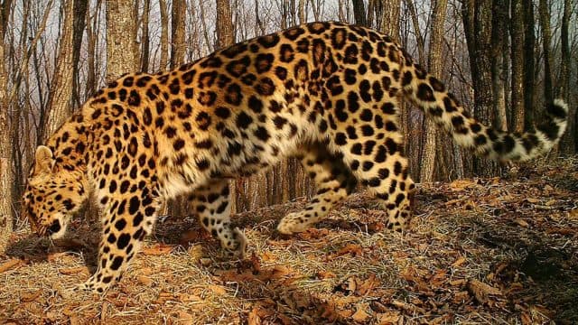 Смешанные леса – растительный и животный мир, особенности климата, зоны