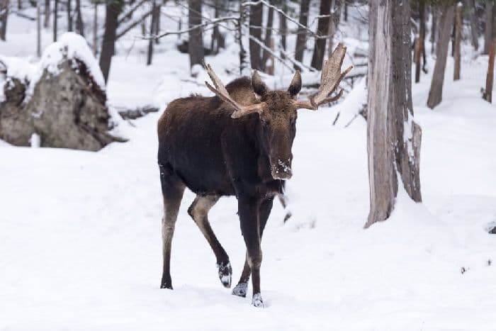 Смешанные леса – растительный и животный мир, особенности климата, зоны