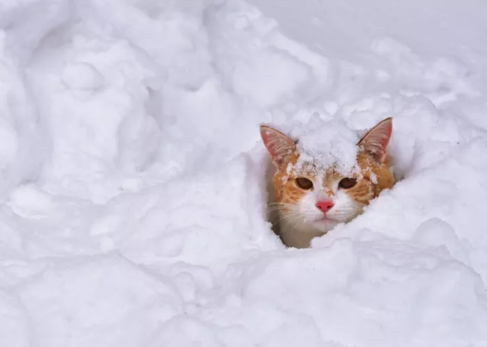 Снег – что это такое и откуда он берется?