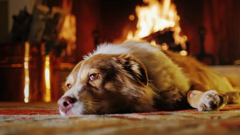 &laquo;Сны Чанга&raquo; &mdash; краткое содержание рассказа И.А. Бунина