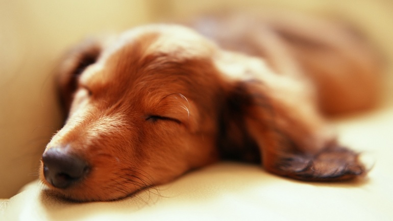 &laquo;Сны Чанга&raquo; &mdash; краткое содержание рассказа И.А. Бунина