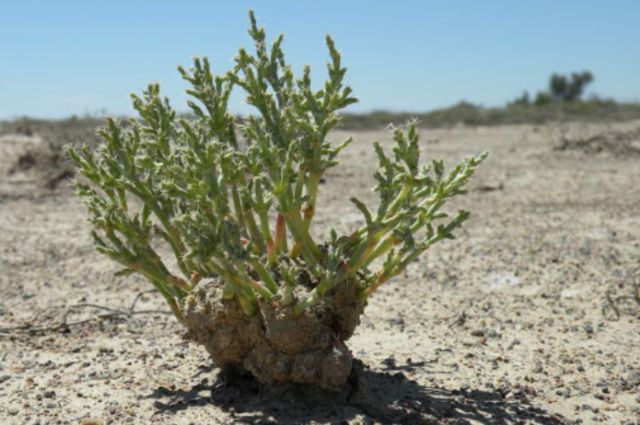 Солончаки – определение что такое солончаки почвы кратко (география)