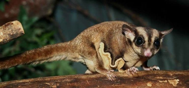 Сообщение для детей 4 класса на тему: &laquo;Белка-летяга&raquo;