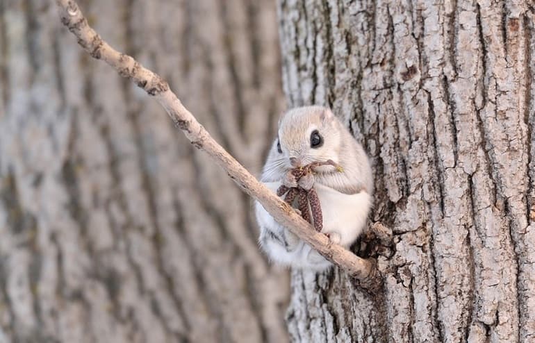 Сообщение для детей 4 класса на тему: &laquo;Белка-летяга&raquo;