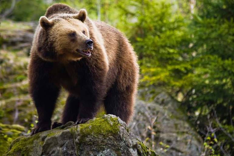 Сообщение о буром медведе — описание, образ жизни и среда обитания животного