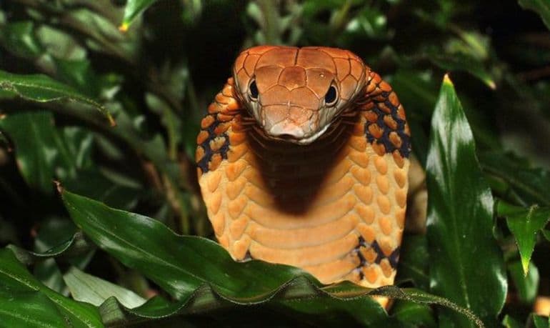 Сообщение о бурундуке — описание, жизнь и интересные факты о животном