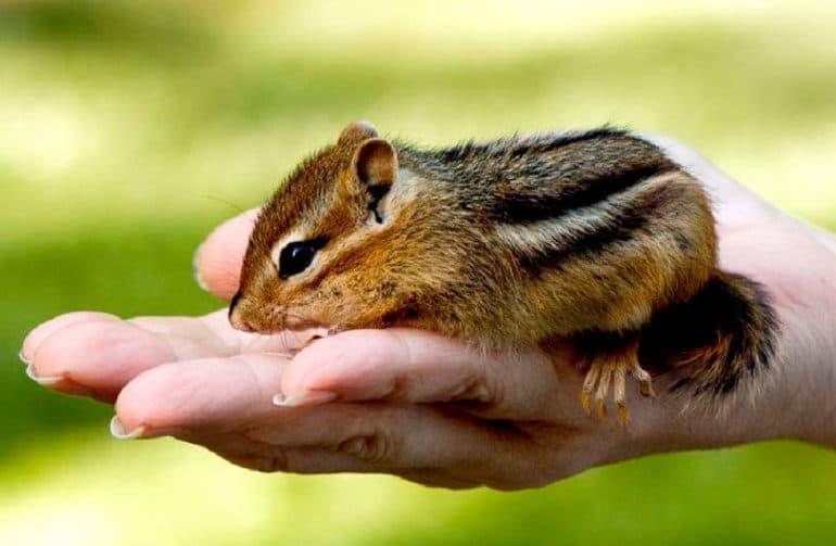 Сообщение о бурундуке — описание, жизнь и интересные факты о животном