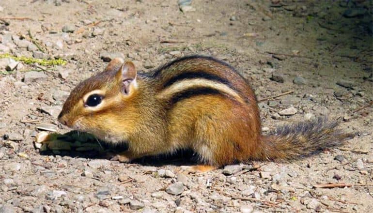 Сообщение о бурундуке — описание, жизнь и интересные факты о животном