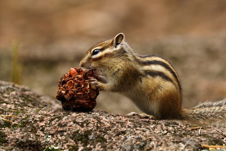 Сообщение о бурундуке — описание, жизнь и интересные факты о животном