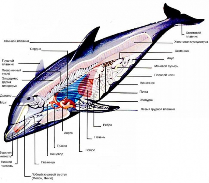 Сообщение о дельфине &mdash; описание, характеристика и особенности поведения млекопитающего