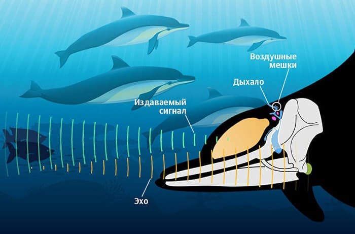 Сообщение о дельфине &mdash; описание, характеристика и особенности поведения млекопитающего