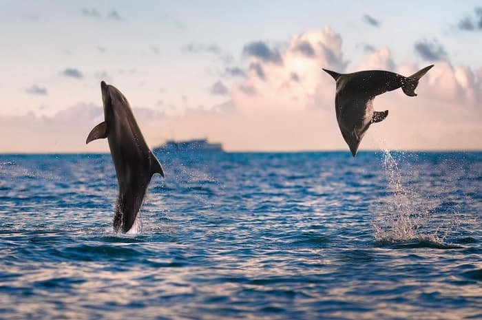 Сообщение о дельфине &mdash; описание, характеристика и особенности поведения млекопитающего