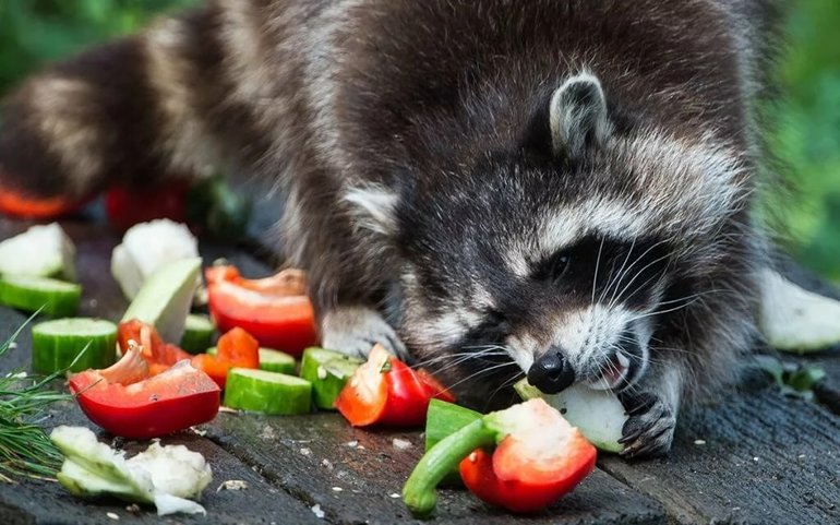 Сообщение о еноте &mdash; описание, среда обитания и образ жизни