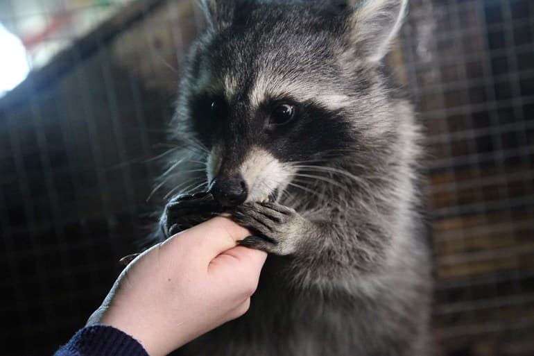 Сообщение о еноте &mdash; описание, среда обитания и образ жизни