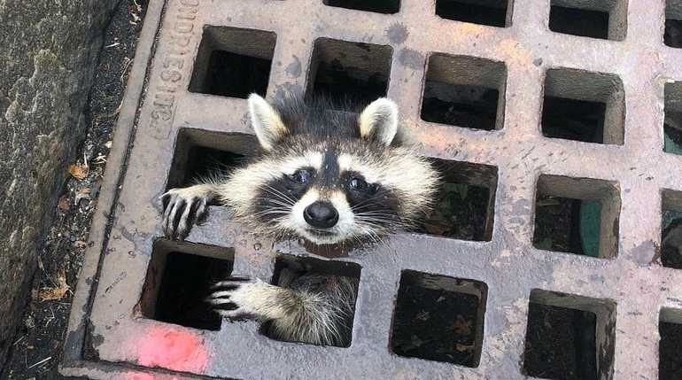 Сообщение о еноте &mdash; описание, среда обитания и образ жизни