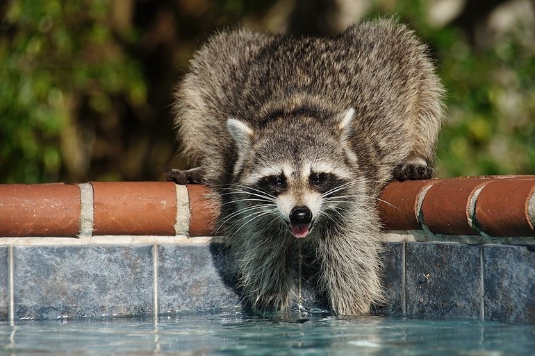 Сообщение о еноте &mdash; описание, среда обитания и образ жизни