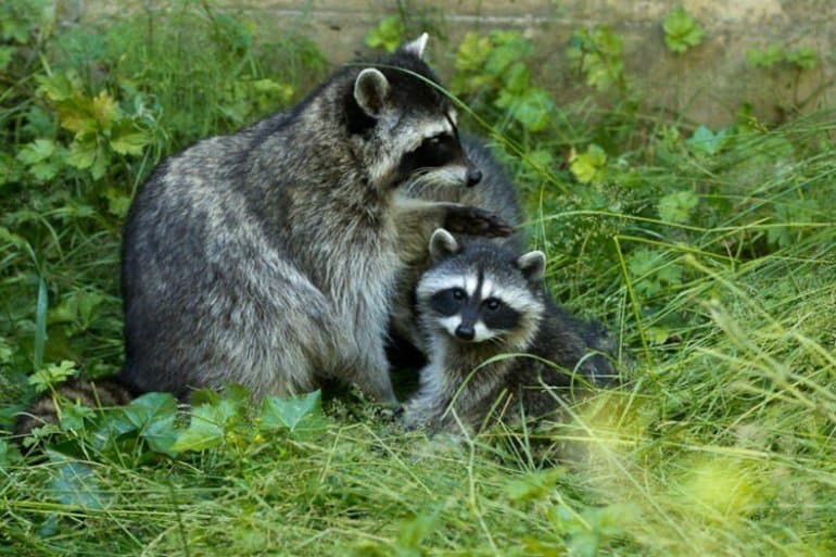 Сообщение о еноте &mdash; описание, среда обитания и образ жизни