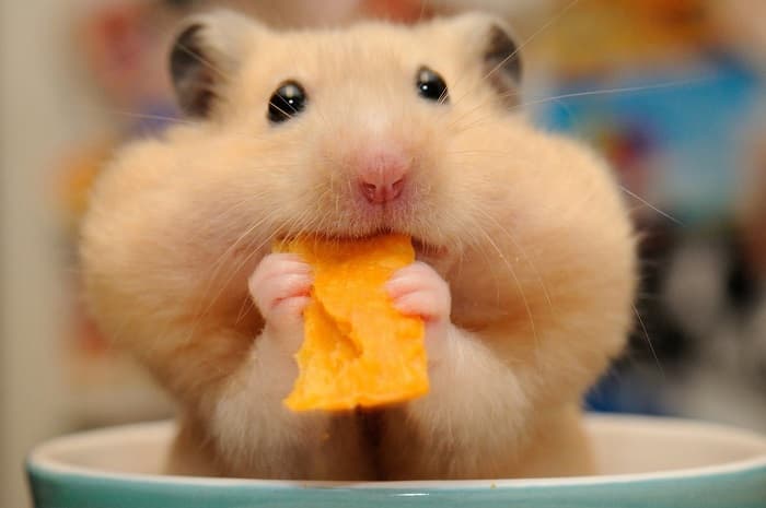 Сообщение о хомяке &mdash; описание, характеристика и образ жизни животного