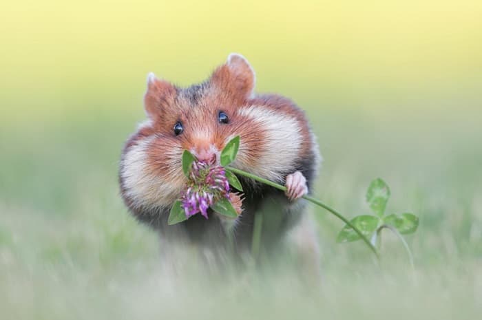 Сообщение о хомяке &mdash; описание, характеристика и образ жизни животного