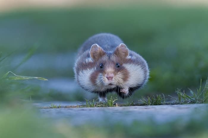 Сообщение о хомяке &mdash; описание, характеристика и образ жизни животного