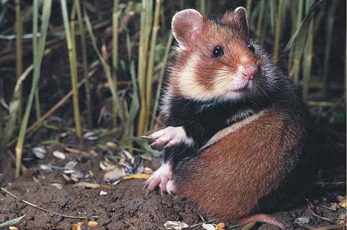 Сообщение о хомяке &mdash; описание, характеристика и образ жизни животного