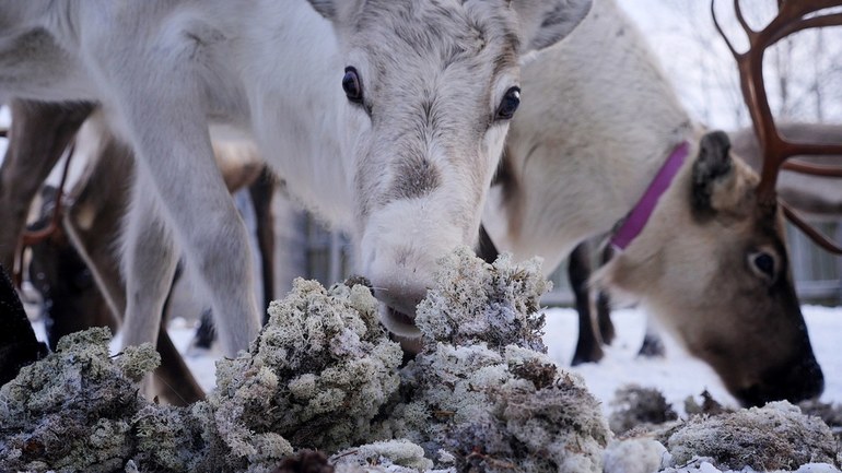 Сообщение о ягеле &mdash; описание, виды и свойства растения тундры