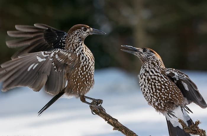 Сообщение о кедровке &mdash; описание, среда обитания и интересные факты о птице