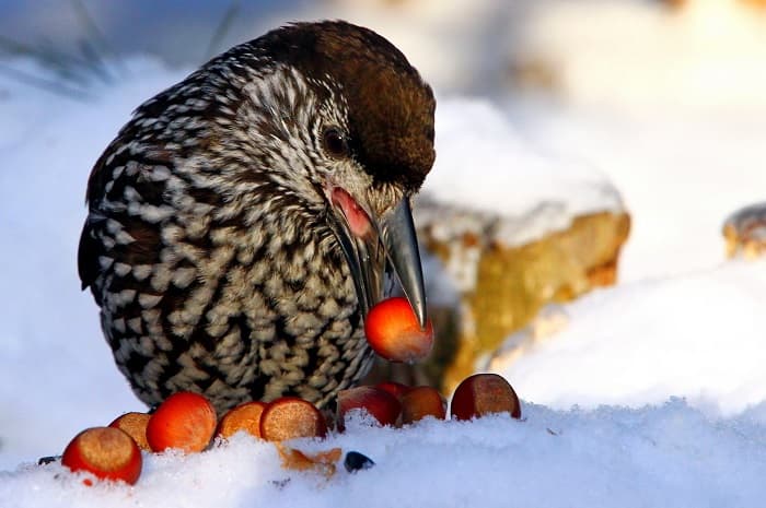Сообщение о кедровке &mdash; описание, среда обитания и интересные факты о птице