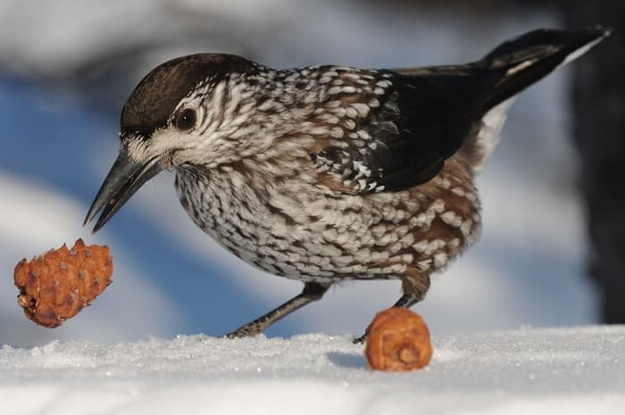 Сообщение о кедровке &mdash; описание, среда обитания и интересные факты о птице
