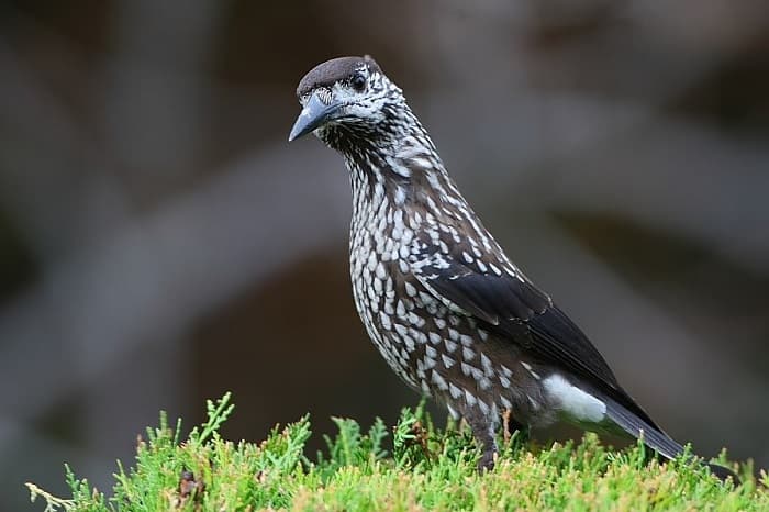 Сообщение о кедровке &mdash; описание, среда обитания и интересные факты о птице