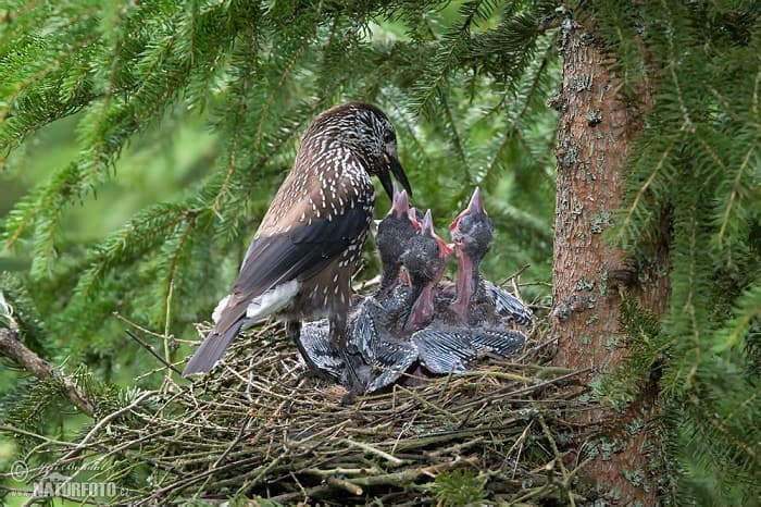 Сообщение о кедровке &mdash; описание, среда обитания и интересные факты о птице