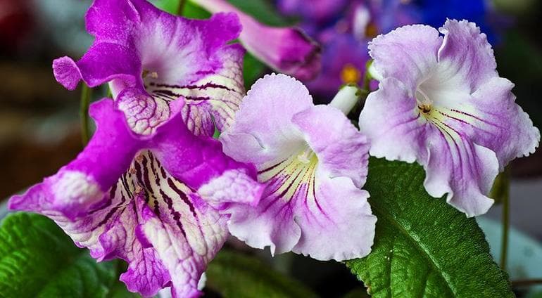 Сообщение о комнатном растении — характеристики, виды и функции