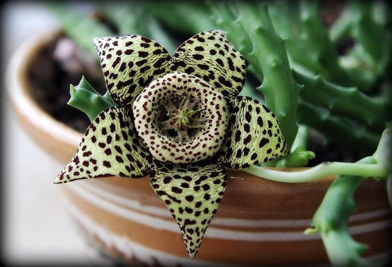 Сообщение о комнатном растении — характеристики, виды и функции