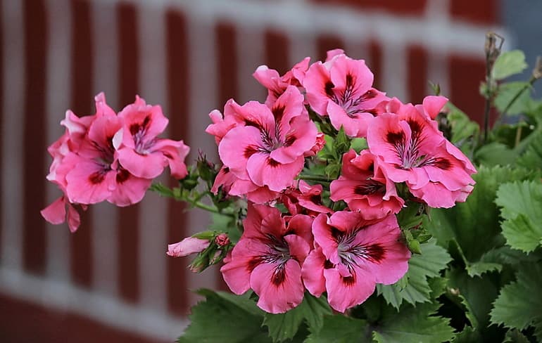 Сообщение о комнатном растении — характеристики, виды и функции