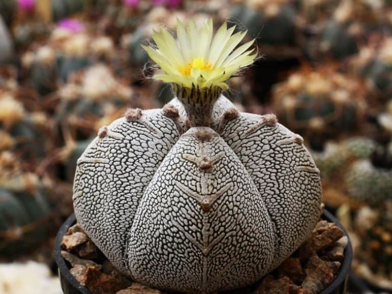 Сообщение о комнатном растении — характеристики, виды и функции