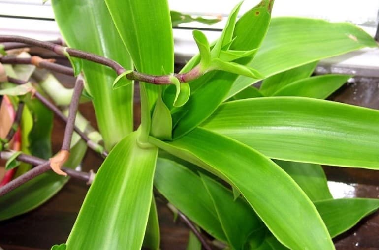 Сообщение о комнатном растении — характеристики, виды и функции