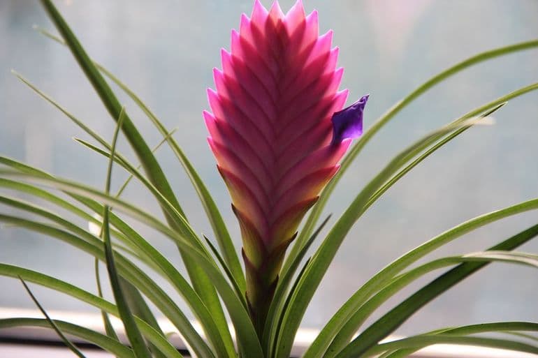 Сообщение о комнатном растении — характеристики, виды и функции